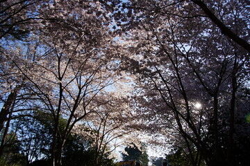 Obraz premium Delicate cherry blossom branches in full bloom, featuring soft pink and white flowers against a dreamy bokeh background, capturing the fleeting beauty of spring. stunning close-up of cherry blossom