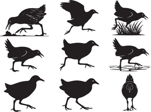 Australian Crake Bird Walking in Wetland Habitat Environment