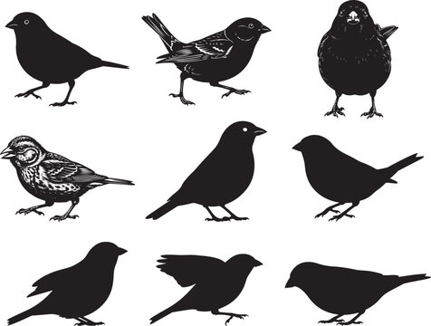 Brambling Bird Perched Calmly with Compact Shape