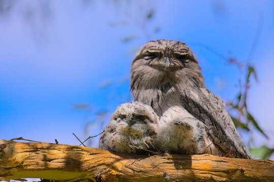 Tawny frogmouth (podargus strigoides) adult & chicks in nest in eucalyptus tree, in suburban park in Melbourne, Victoria, Australia