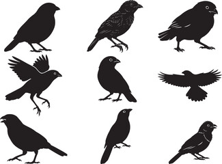 Fototapeta premium Cotinga Bird Tropical Perched Wildlife Silhouette