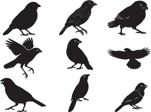 Cotinga Bird Tropical Perched Wildlife Silhouette