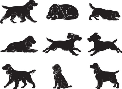 English Cocker Spaniel Friendly Pet Dog Silhouette