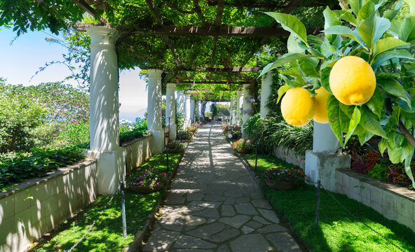 Beautiful pathway in garden, nature of Capri island, Italy, web banner format