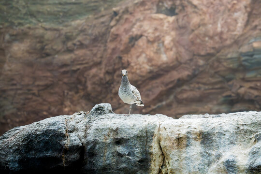 Gaviota en una pata Pucusana Lima, Per&uacute;