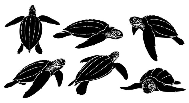 Set of Leatherback Sea Turtle Silhouettes in Various Poses