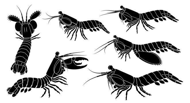 Set of Mantis Shrimp Silhouettes, Marine Crustacean Vector Illustrations