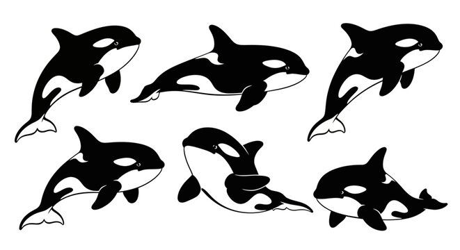 Set of Orca Whales Illustration, Killer Whale Pod, Marine Mammal Vector Art