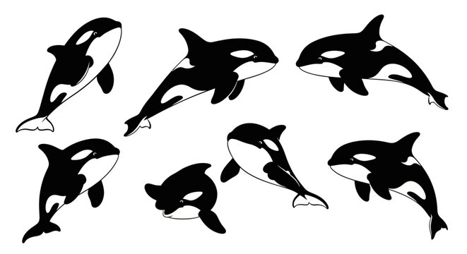 Set of Orca Whales, Killer Whales, Black and White Marine Mammals, Ocean Wildlife Illustrations