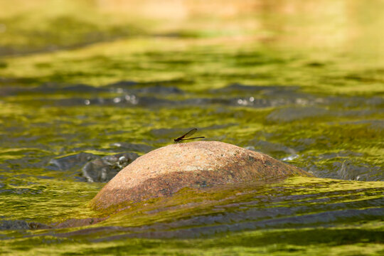 Lib&eacute;lula sobre uma pedra