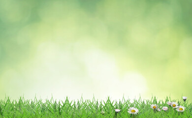 Naklejka premium Bright daisy flowers and lush green grass growing outdoors. Spring season