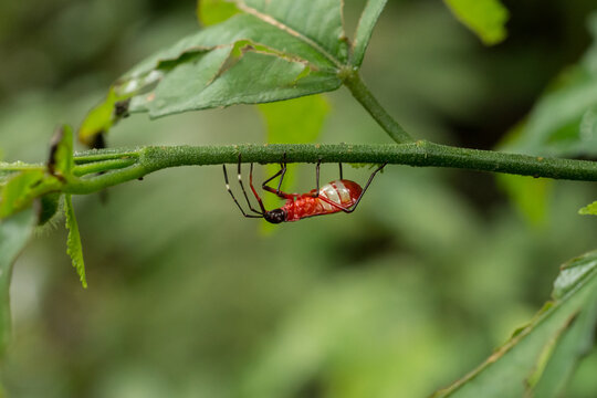 Percevejo de cabe&ccedil;a pra baixo