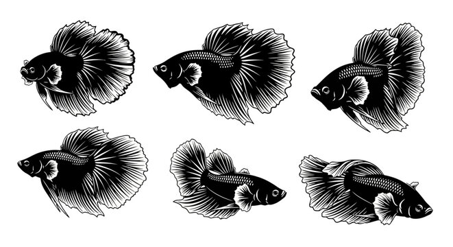 Set of Siamese Fighting Fish, Betta Fish, Illustration, Black and White