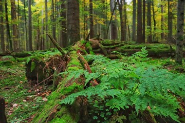 Obraz premium Fern and moss covered tree