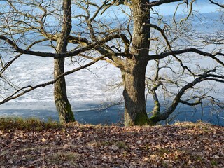 Fototapeta premium Bare trees lean over tranquil water surface. Autumnal scene with trees reflecting softly on river