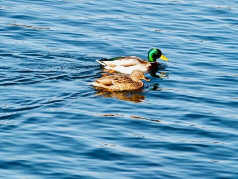 Two elegant mallards share peaceful swim amidst vibrant blue waterways with gentle companionship