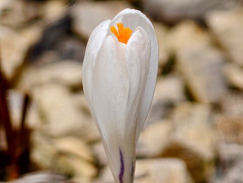 Macro image of white crocus blooming among pebbles under gentle spring sunlight in minimalist setting