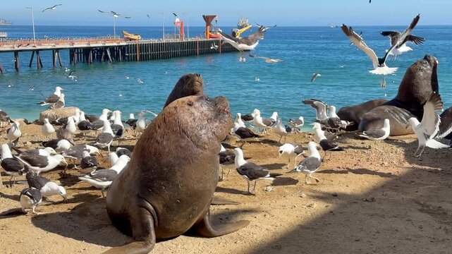Valparaiso Chile sea lions resting on Pacific shore among seagulls beside harbor pier in bright coastal wildlife scene