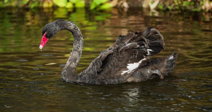 Black swan moving through calm water in natural setting. Concept of unforeseen crisis, instability and high impact unexpected event