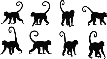 Curly tail monkey silhouettes. Primate walking poses collection from different angles. Jungle wildlife monkey animal vector illustration set. © Olivia