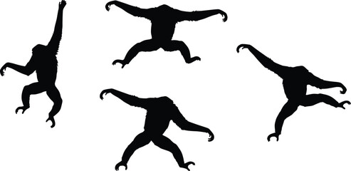 Fototapeta premium Siamang gibbon silhouette set with swinging and jumping poses. Agile arboreal primate wildlife vector illustration collection.