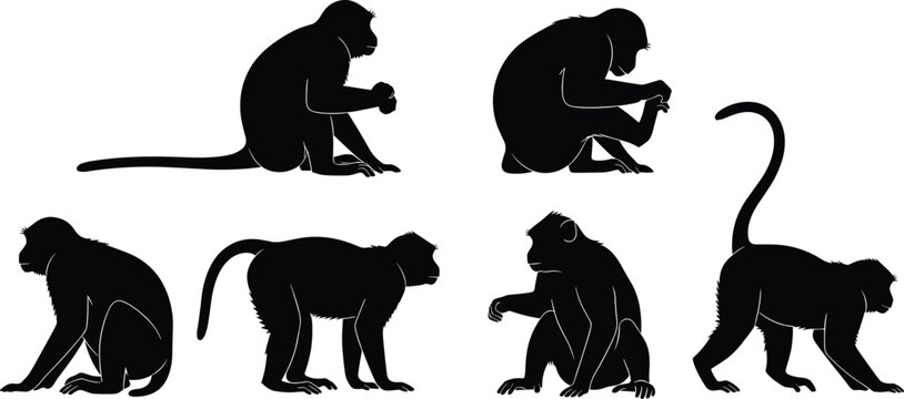 Macaque monkey silhouettes. Asian primate sitting, crouching and walking poses collection. Wild forest monkey wildlife vector illustration set.
