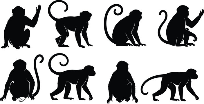 Monkey silhouette behavior set. Primate sitting, waving, crouching and walking poses. Curled tail jungle monkey wildlife vector illustration pack.