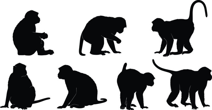 Macaque monkey silhouette set. Asian primate sitting, crouching and walking poses. Wild forest macaque wildlife animal vector illustration collection.