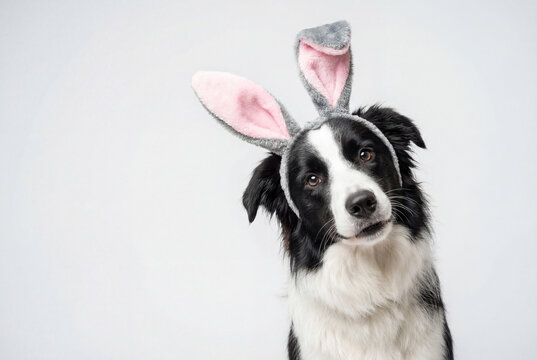 Border collie dog wearing easter bunny ears, head tilted on white background