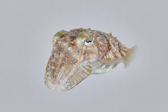 Macro portrait of cuttlefish with textured skin isolated on light grey background