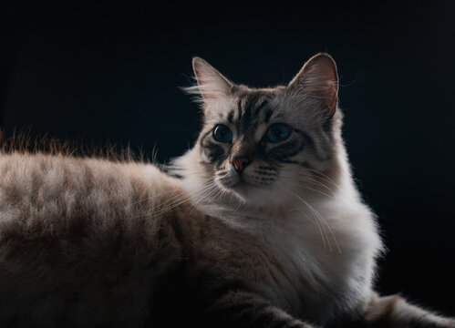 Gata peluda de ojos azules y pelaje blanco y marr&oacute;n, foto de  estudio en fondo negro, y silueta de luz.