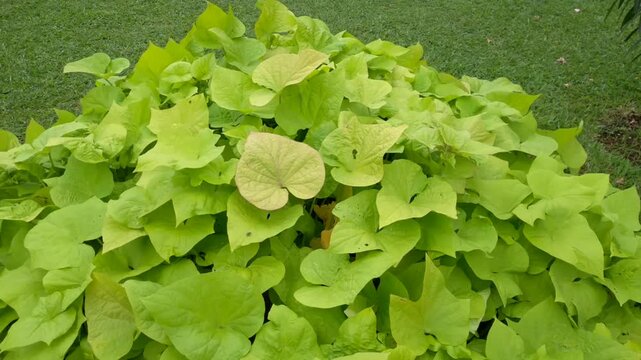 Beautiful Ornamental sweet potato or sweet potato vine. Its leaves are blown by the gentle breeze in the garden. Natural background