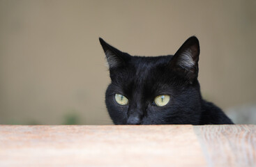 Black cat focused looking © QuasarCR