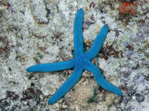 Blue Sea Star (Linckia laevigata), reefs of Mabul Island, Sabah, Malaysia, Borneo