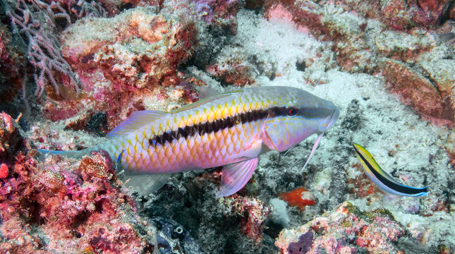 Dash-and-dot Goatfish (Parupeneus barberinus) at a cleaning station with a Bluestreak Cleaner Wrasse (Labroides dimidiatus), Mabul Island, Sabah, Malaysia, Borneo