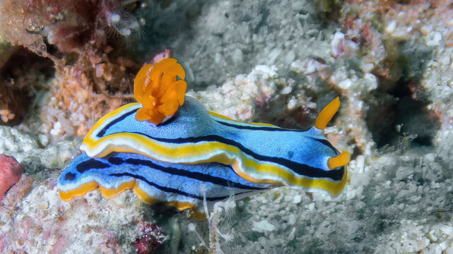 Anna's Magnificent Sea Slug (Chromodoris annae), Reefs of Mabul Island, Sabah, Malaysia, Borneo