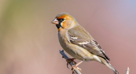 Fototapeta premium Small bird perched on a twig