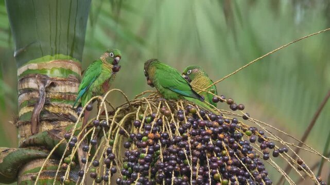 Maroon-bellied Parakeets (Pyrrhura frontalis) Feeding on Palm Fruits in Tropical Forest	