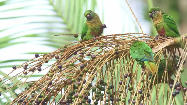 Maroon-bellied Parakeets (Pyrrhura frontalis) Feeding on Palm Fruits in Tropical Forest	