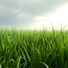 Fototapeta premium Green rice field under cloudy sky