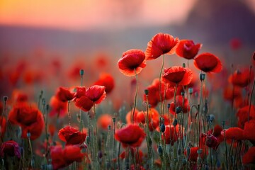 Fototapeta premium Vibrant poppy field at sunset, a captivating display of natures beauty.