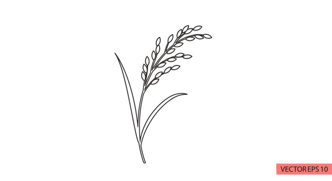Minimalist line art of a single rice stalk with grains and leaves on a white background