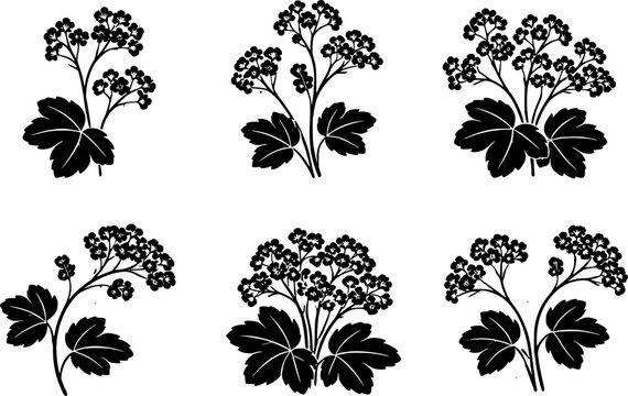 6 Premium Black Alchemilla Flowers Icons. Botanical Graphic Elements. Design Element. Clip art. Suitable for artwork design. Editable for any design.