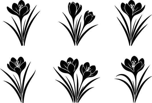 6 Premium Black Saffron Crocus Flowers Icons. Botanical Graphic Elements. Design Element. Clip art. Suitable for artwork design. Editable for any design.