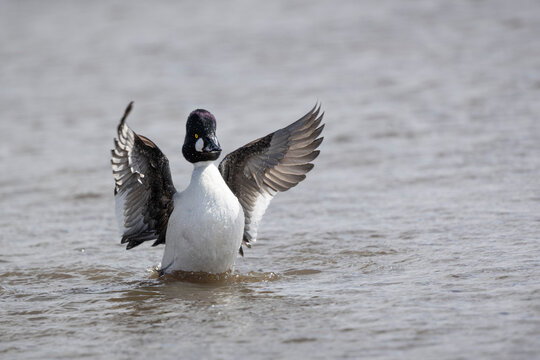 Drake Bufflehead Duck Flapping Wings on Water With Copy  Space