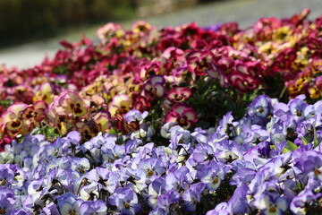 Obraz premium The flowerbeds are in full bloom