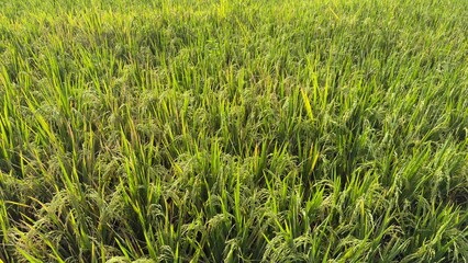 Fototapeta premium wide view of green rice field plantation, lush paddy plants growing in rows, agriculture landscape, tropical farming and food production concept