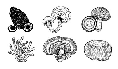 Hand drawn medicinal mushrooms set with chaga reishi shiitake cordyceps turkey tail and lions mane botanical vector illustration © MdGohurul