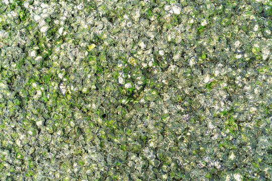 Top-down close-up of coastal rocks covered with small barnacles and green algae. Natural textured background showing marine life and intricate patterns on a seaside stone surface. Macro rock texture.