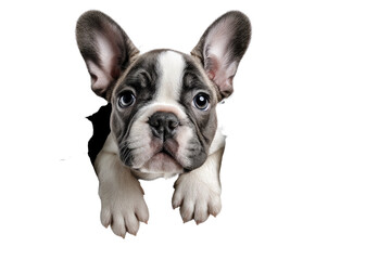 Fototapeta premium Curious Puppy Peek: A charming puppy with expressive eyes and a playful expression, peering out, captivating the viewer with its innocent curiosity.